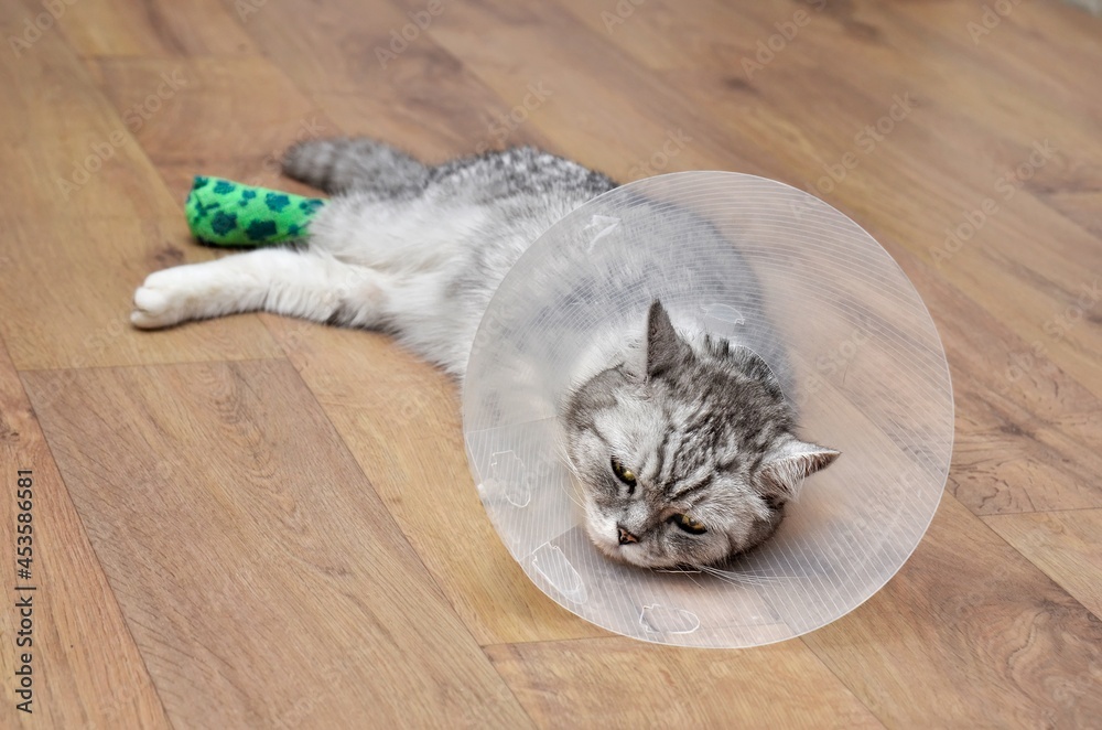 Grey striped cat with bandaged paw and pet cone around head,lying on the floor
