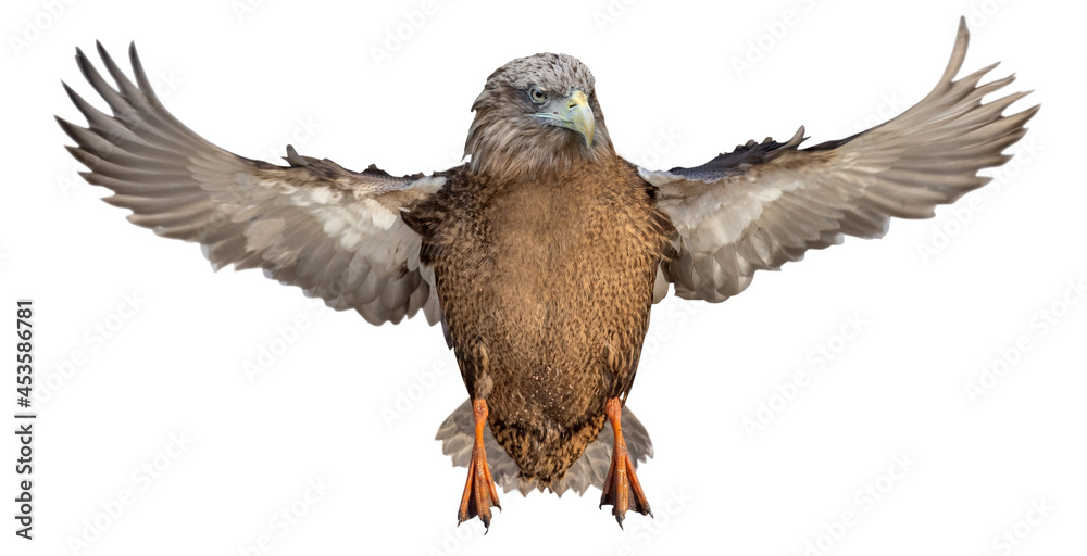 Obraz premium hybrid from mallard duck with eagle head in flight