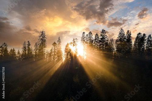 Aerial view of dark green pine trees in spruce forest with sunrise rays shining through branches in foggy autumn mountains.