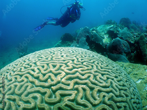 underwater scuba diver , caribbean sea , Curacao