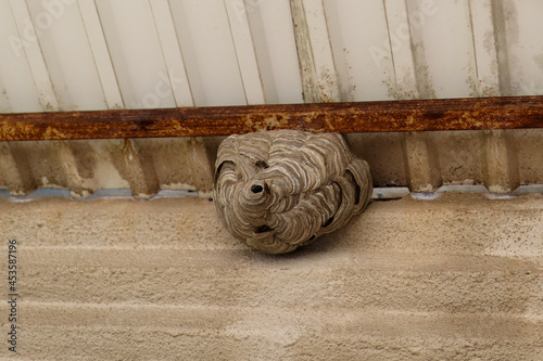 Wasp nest with wasps on the balcony of the balcony outside. Close up, selective focus and copy space