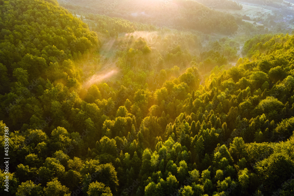 Aerial view of bright foggy morning over dark forest trees at warm summer sunrise. Beautiful scenery of wild woodland at dawn.