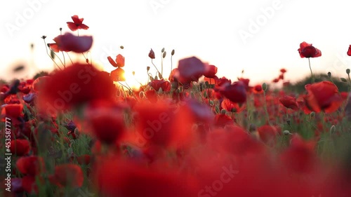 Red poppies in field during may. Beautiful sunset shine on wildflowers. Defocusing