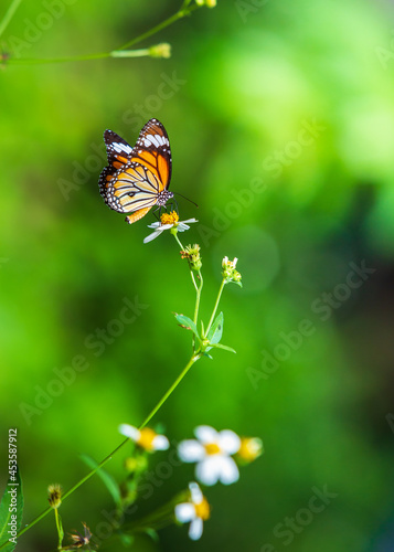 beautiful butterfly on background blur abstract and an empty space for entering text vertical