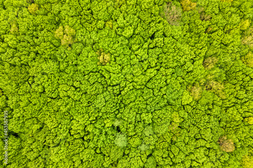 Top down aerial view of green summer forest with canopies of many fresh trees.