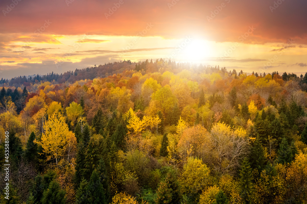 View from above of dense pine forest with canopies of green spruce trees and colorful yellow lush canopies in autumn mountains at sunset. - obrazy, fototapety, plakaty 
