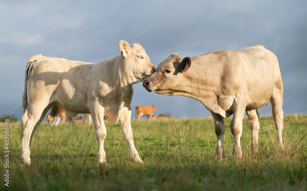 Two calves rubbing heads, morning pasture. Two calves rubbing heads, morning pasture.