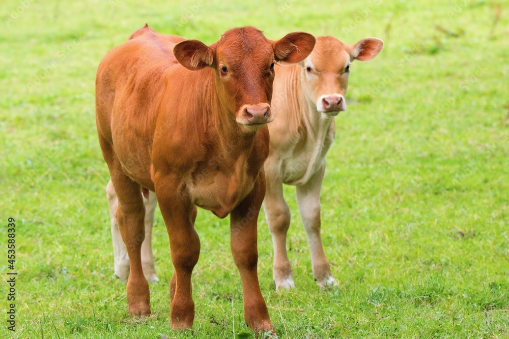 Two calves in the pasture close up - Limousin breed
