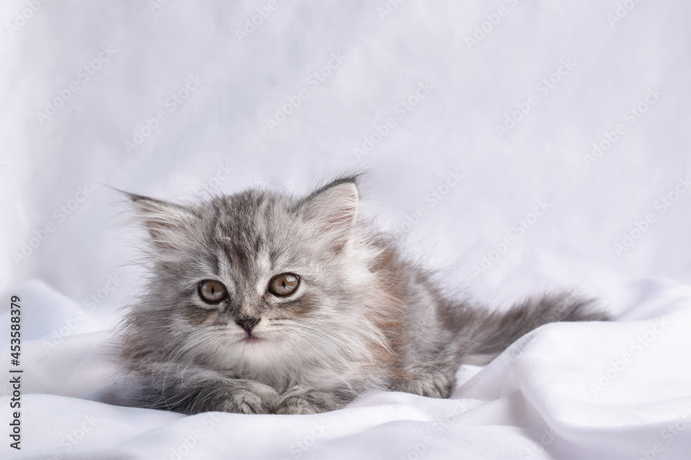 A cute little kitten is lying on a white background. A cute little kitten is lying on a white background.