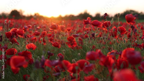 Red poppies in field during may. Beautiful sunset shine on wildflowers