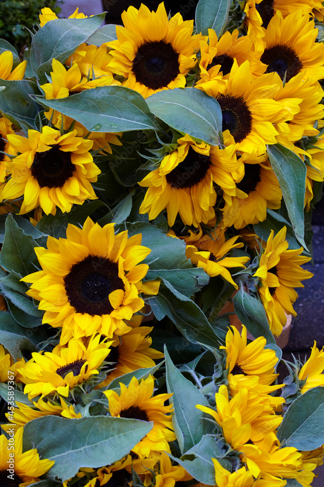Detail of a bunch of sunflowers Detail of a bunch of sunflowers