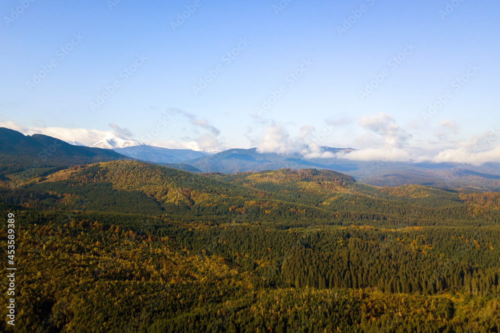 Aerial view of bright green spruce and yellow autumn trees in fall forest and distant high mountains.