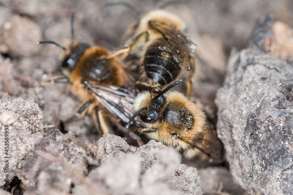 Erdbienen Weibchen und Männchen am Boden bei der Fortpflanzung und Liebesspiel, Deutschland