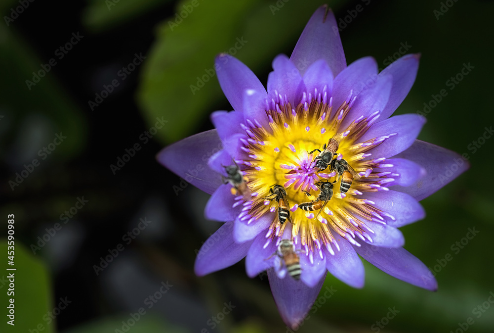 A large swarm of bees, searching for nectar in the water lilies in the tub around the house. A large swarm of bees, searching for nectar in the water lilies in the tub around the house.