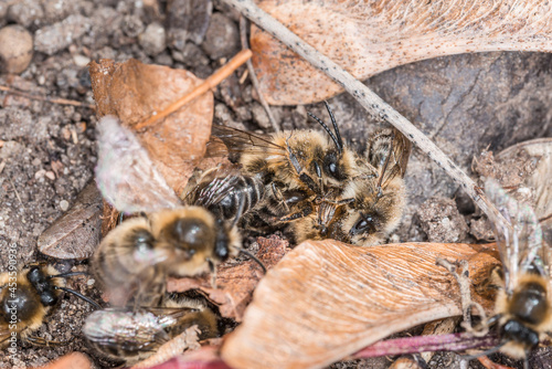 Erdbienen Weibchen und Männchen am Boden bei der Fortpflanzung und Liebesspiel, Deutschland © stgrafix