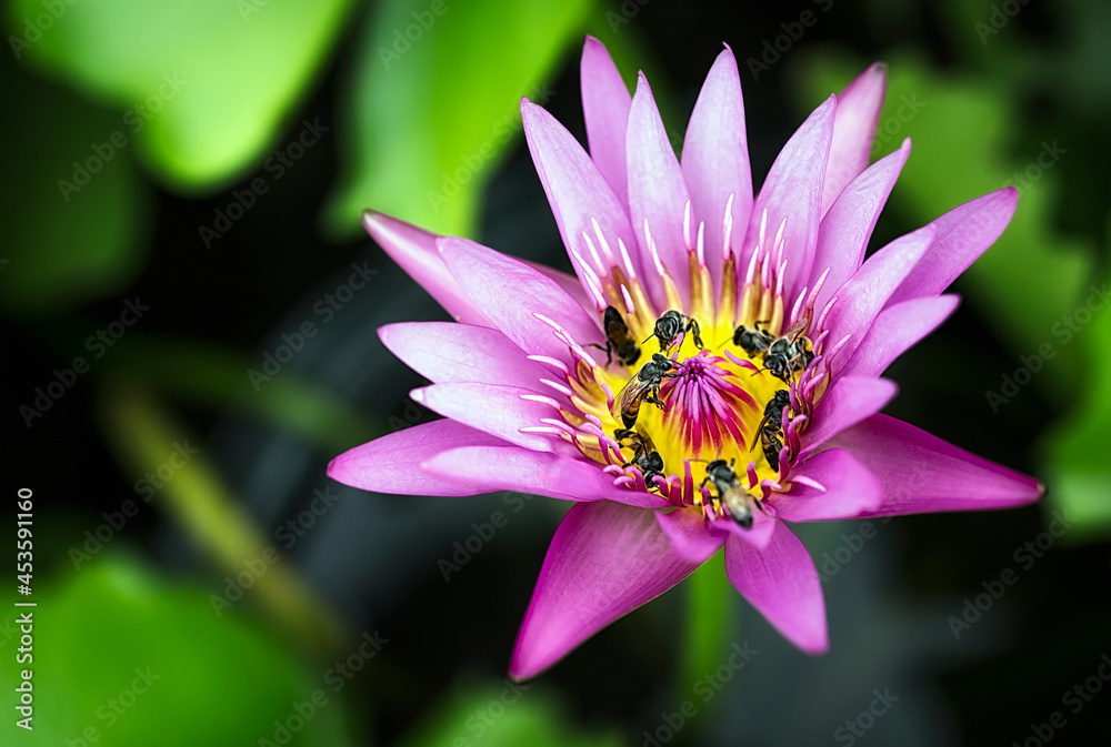 A large swarm of bees, searching for nectar in the water lilies in the tub around the house. A large swarm of bees, searching for nectar in the water lilies in the tub around the house.