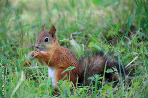 Red squirrel eating food in a Park