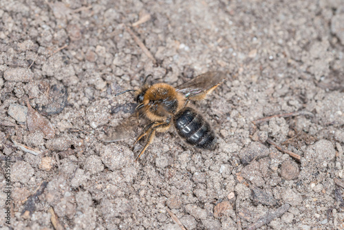Erdbienen Weibchen und Männchen am Boden bei der Fortpflanzung und Liebesspiel, Deutschland