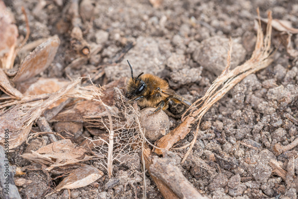 Erdbienen Weibchen und Männchen am Boden bei der Fortpflanzung und Liebesspiel, Deutschland Erdbienen Weibchen und Männchen am Boden bei der Fortpflanzung und Liebesspiel, Deutschland