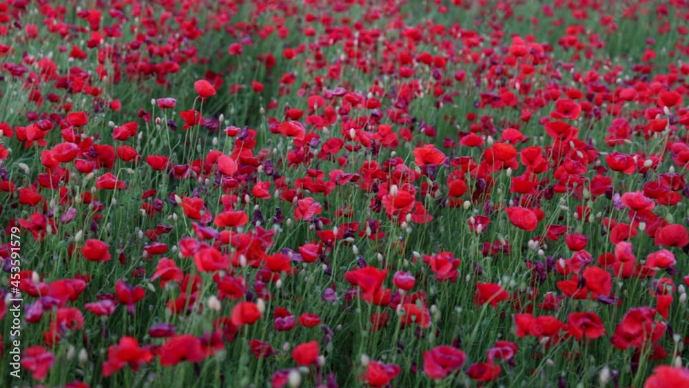 Beautiful red wildflowers in field. Spring nature in cloudy weather Beautiful red wildflowers in field. Spring nature in cloudy weather