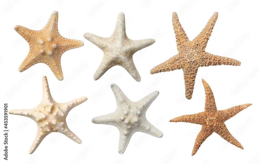 Fototapeta premium Set with beautiful sea stars on white background
