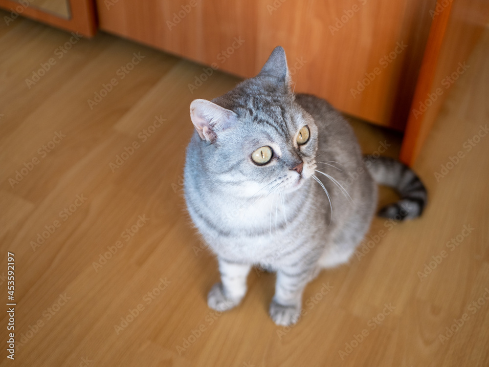 Noyabrsk, Russia - august 30, 2020: British cat with yellow eyes sits on the floor in the room. Close-up