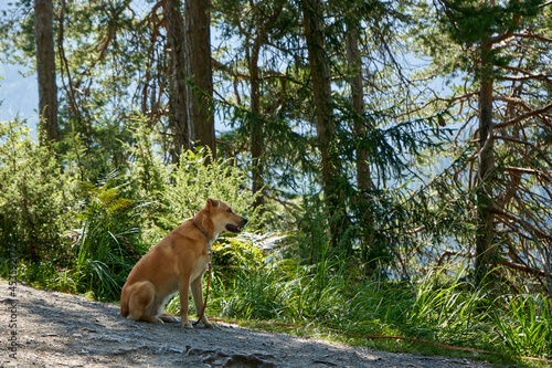 A dog in the mountain forest © Valentine