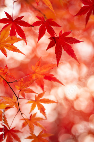 赤い秋の模様