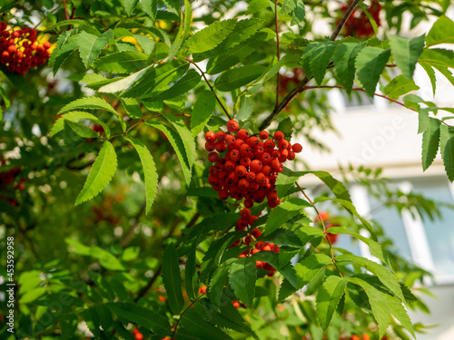 Red rowan. Rowan berries close-up. Bright red bunches hang from a tree branch