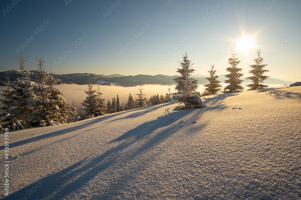 Amazing winter landscape with pine trees of snow covered forest in cold foggy mountains at sunrise.