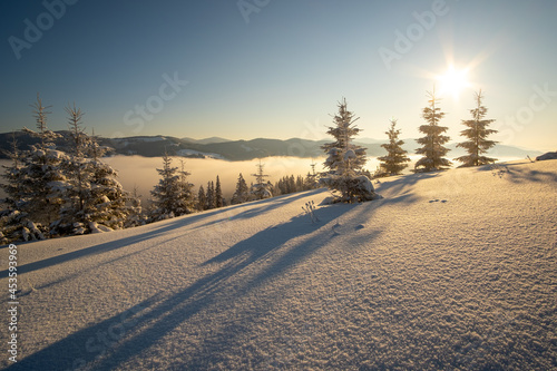 Amazing winter landscape with pine trees of snow covered forest in cold foggy mountains at sunrise. © bilanol