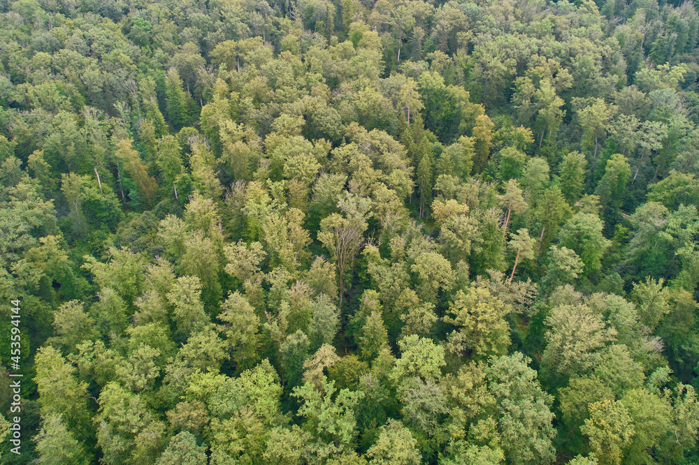Aerial view of german mixed forest in summer. Different green trees in the woodland. High angle view.