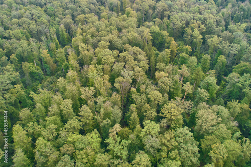 Aerial view of german mixed forest in summer. Different green trees in the woodland. High angle view.