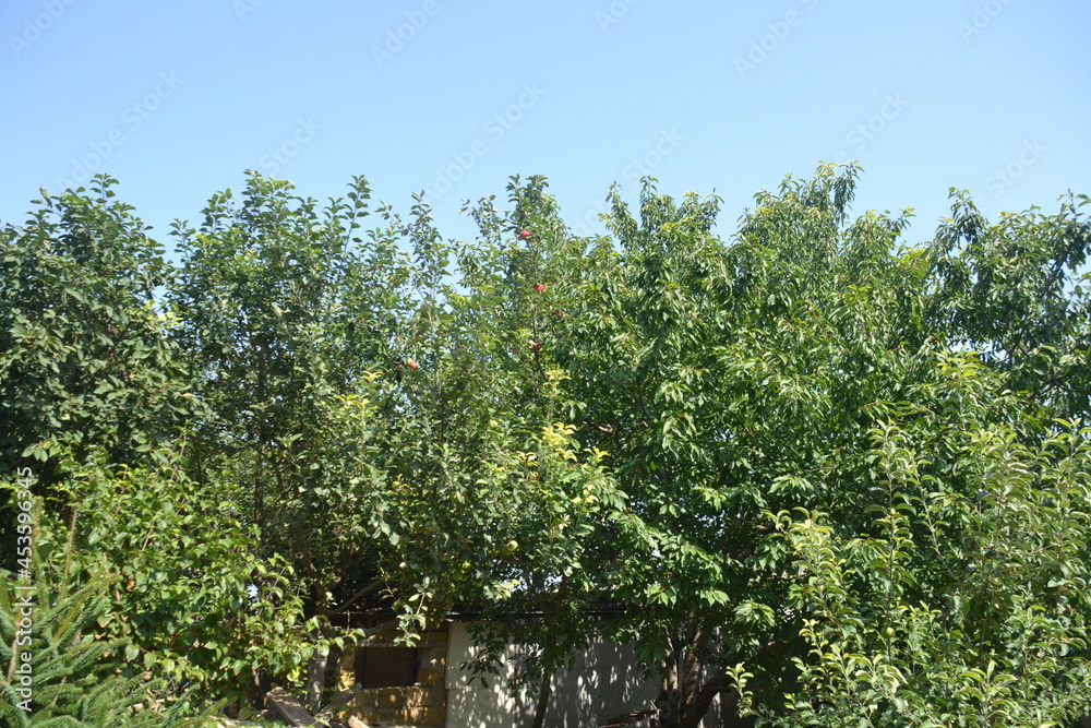 trees in the garden