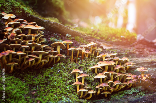 Φωτογραφία Clumps of honey fungus, armillaria, on a rotting tree in the New Forest, Hampshire, United Kingdom