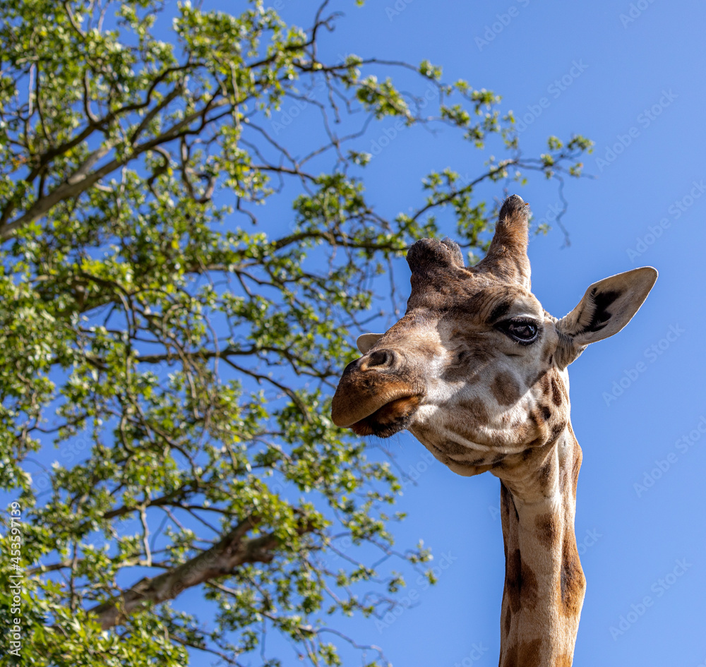 Naklejka premium giraffe in the zoo