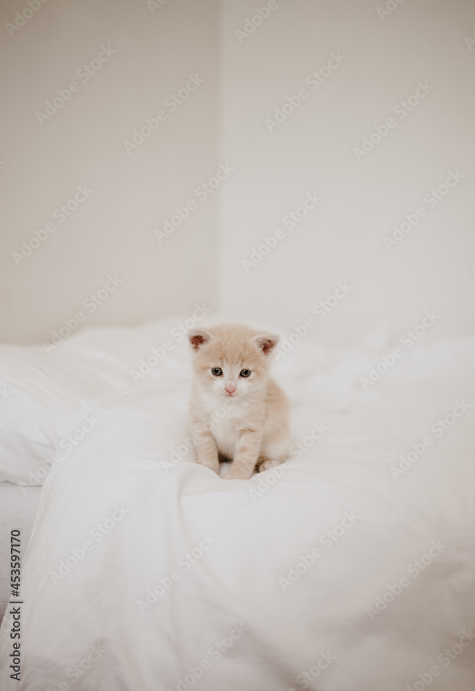 the ginger kitten in the white bed