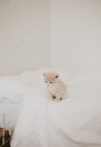 the ginger kitten in the white bed © Maria