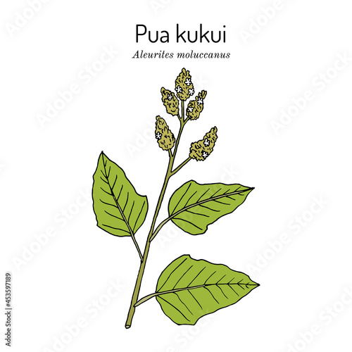 Pua Kukui white blossom of the candlenut tree Aleurites moluccana 