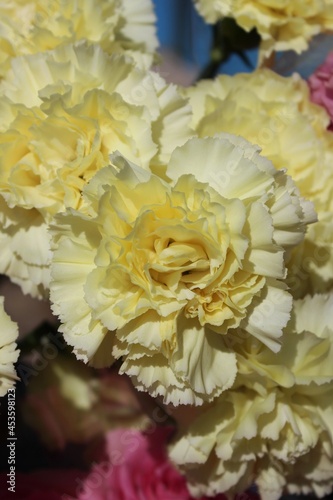 bouquet of yellow carnations © Lina