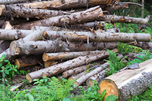 Bilde på lerret Logs of raw conifers tree