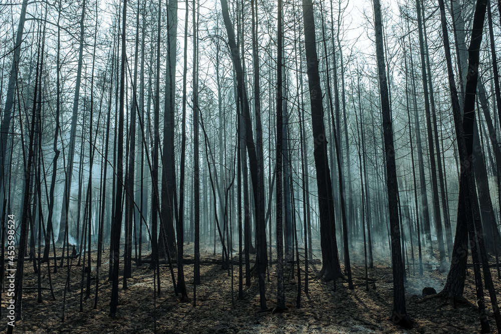 Obraz premium Fire in a forest near Pervouralsk, Ural, Sverdlovsk region, August 25, 2021