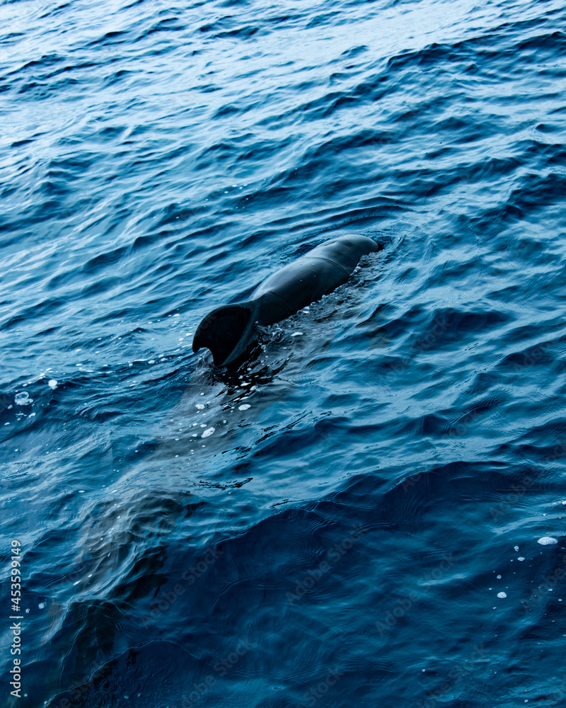 Fototapeta premium dauphin à la surface