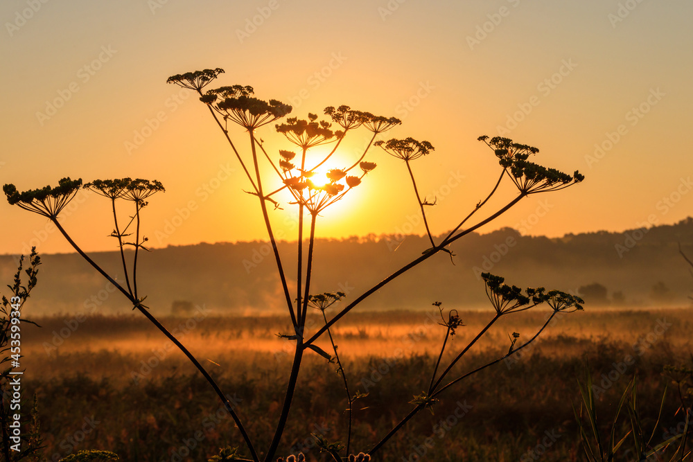 Obraz premium Silhouette of wildflower against rising sun. Beautiful sunrise over a meadow with wildflowers at summer