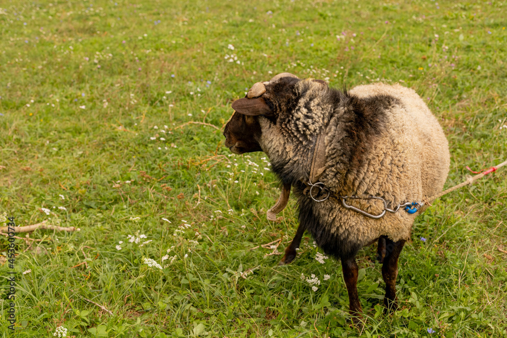 The ram grazes in the meadow. Small ruminants in the field. Livestock grazing. Livestock raising. Animal. The ram grazes in the meadow. Small ruminants in the field. Livestock grazing. Livestock raising. Animal.
