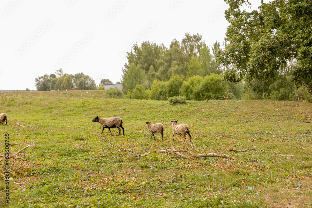 Three lambs graze in the meadow. Small ruminants in the field. Livestock grazing. Livestock raising. Animal. Three lambs graze in the meadow. Small ruminants in the field. Livestock grazing. Livestock raising. Animal.