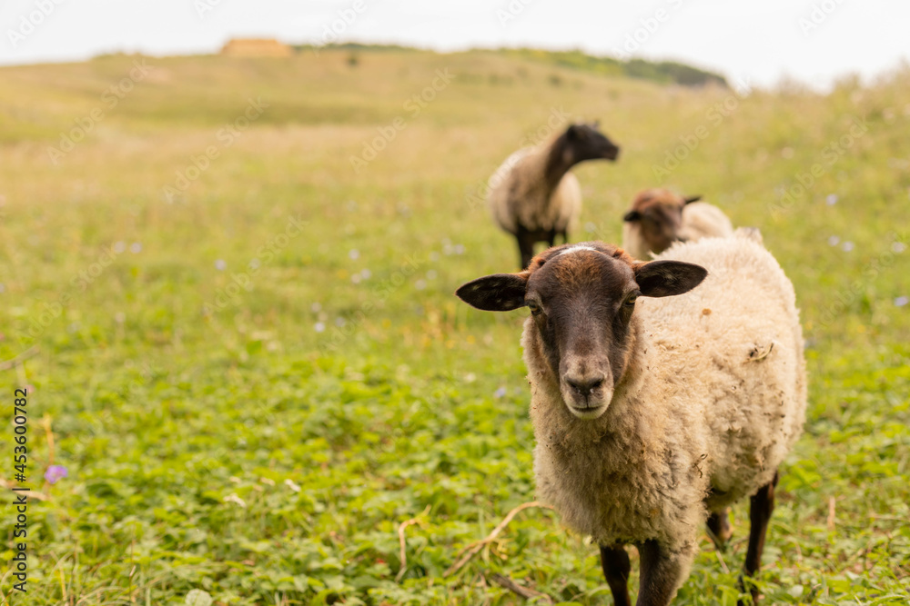 The ram grazes in the meadow. Small ruminants in the field. Livestock grazing. Livestock raising. Animal.