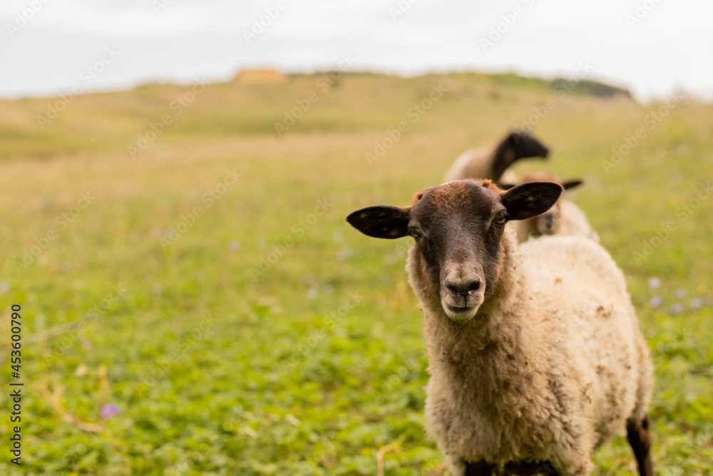 The ram grazes in the meadow. Small ruminants in the field. Livestock grazing. Livestock raising. Animal.