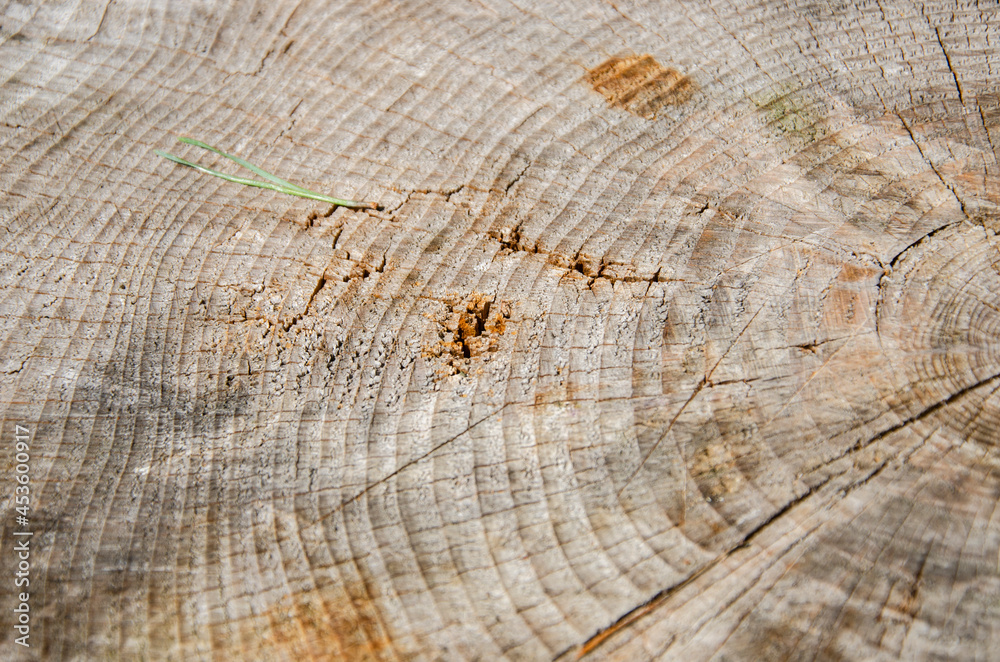 Fototapeta premium Cross section of the trunk with growth rings.