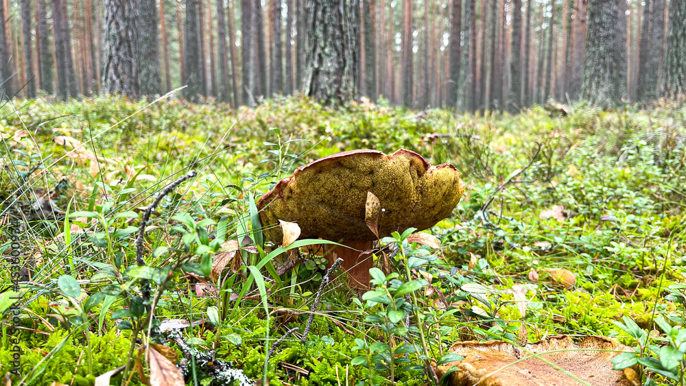 Pine forest with mushrooms and moss